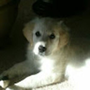 Meet your Posher, Tara